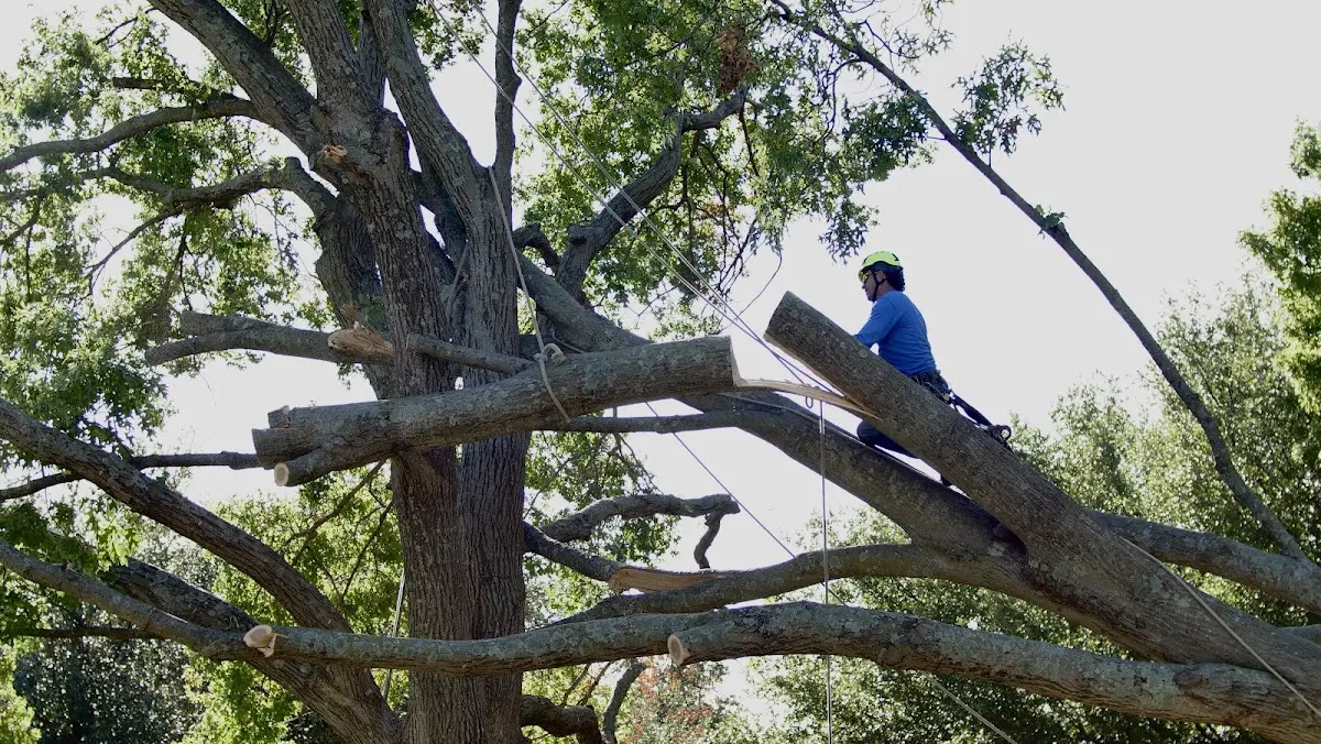 Professional Crown Thinning performed by certified arborists in Lewisburg
